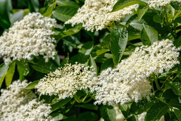 Güneş ışığıyla yıkanan yaşlı çiçek kümelerinin yakın çekimi, yemyeşil yapraklara karşı narin beyaz çiçeklerini sergiliyor. Görüntü, çiçeklerin doğal güzelliğini ve karmaşık detaylarını yakalar..