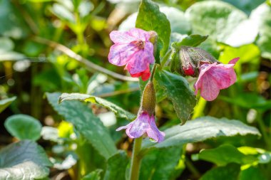 Pulmonaria officinalis, yaygın olarak akciğer otu olarak bilinir, kendine özgü benekli yapraklarını ve canlı pembe ve mavi çiçeklerini sergiler. Bu uzun ömürlü bitki baharda bir orman ortamında gelişir..