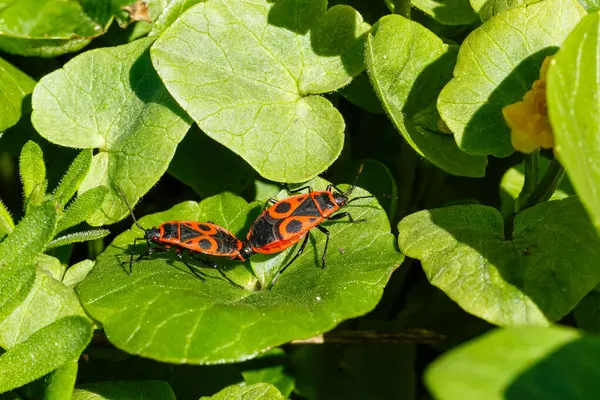 Ateşböceği olarak bilinen iki Pyrrhocoris apterus 'un canlı yeşil yapraklar üzerinde eşleştiği görülmektedir. Çarpıcı kırmızı ve siyah işaretleri, doğal böcek davranışlarını ön plana çıkarıyor.