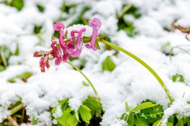Taze karla kaplı pembe bir Corydalis kava çiçeği kıştan ilkbaharın başına geçiş sırasında doğanın esnekliğini sembolize eder.