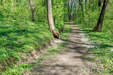 Bereketli yeşil bitkilerle çevrili, güneşli bir ormanda dolambaçlı toprak yol ve sakin bir bahar ortamında açan kır çiçekleri..