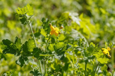 Daha büyük selandin olarak da bilinen Chelidonium majus L., ilkbahar çiçekleri sırasında karakteristik sarı çiçeklerini ve yapraklarını sergiler..