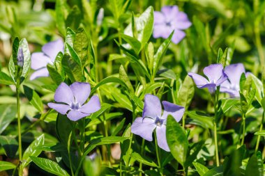 Bahar mevsiminde genellikle bahçelerde toprak örtüsü olarak kullanılan mor-mavi yapraklar ve yemyeşil yapraklarla çiçek açan Pembe Salkımlı Çiçekler (Vinca minor).