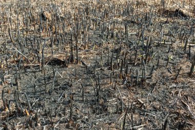 Ekolojik restorasyon ve büyüme yenilenmesi için bahar kontrollü yanmanın ardından bataklık tarlalarında kararmış sazlıklar..