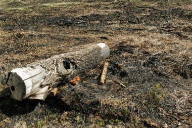 Düşen bir ağaç gövdesi, kül, yanmış bitki örtüsü ve yeniden büyümenin erken belirtileriyle çevrili bir çayır yangını sonrasında kavrulmuş topraklarda yatar..