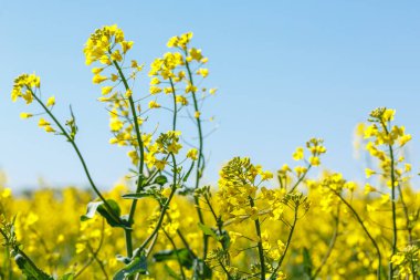 Parlak sarı Brassica napus var 'ın detaylı makro görüntüsü. Napus çiçekleri, yaygın olarak kolza tohumu olarak bilinir, tam bahar çiçeklerinde yakalanır..