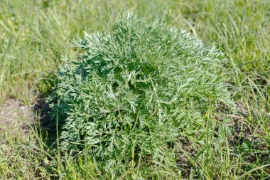 Gümüşi yeşil yapraklı yaban kurtçuğu bitkisi güneşli bir çayırda gelişiyor. Genellikle bitkisel ilaçlar ve absent gibi bitkilerde kullanılır..
