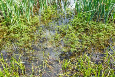Uzun kamışların, otların ve bir orman göletinin sığ kenarında yetişen sualtı bitkilerinin yer aldığı bereketli sulak arazi manzarası..