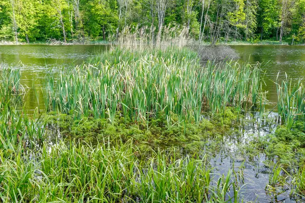 Uzun kamışların, otların ve bir orman göletinin sığ kenarında yetişen sualtı bitkilerinin yer aldığı bereketli sulak arazi manzarası..