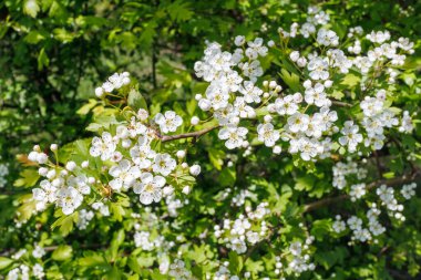 Crataegus monogyna 'nın ya da beyaz çiçekleri ve çiçek tomurcuklarıyla bahar güneşinde yapraklı dalların üzerinde bilinen şahin dikeni..