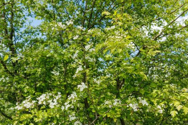 Crataegus monogyna 'nın geniş görüşü, ya da sık yeşil yaprakları ve ilkbaharda açan beyaz çiçek kümeleriyle bilinen şahin dikeni..