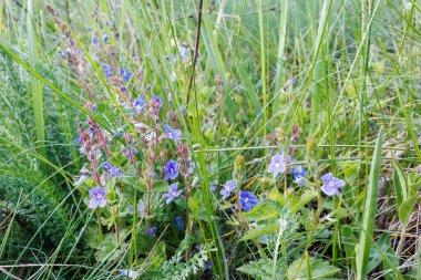 Narin mavi Veronica kır çiçekleri baharda çiçek açarken doğal bir çayır ortamında, uzun yeşil otların arasında büyüyor..