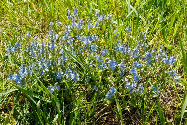 Veronica Austriaca 'nın çiçeklerinin yakın çekimi, uzun otların arasında çiçekleniyor, ilkbahar güzelliği ve biyolojik çeşitliliği vahşi bir çayırda sergiliyor..