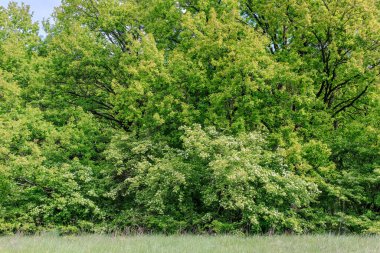 Önplanda çiçek açan şahin dikenli çalılar ile yoğun yeşil orman kenarı canlı bahar yaprakları ve doğal çeşitliliği göstermektedir..