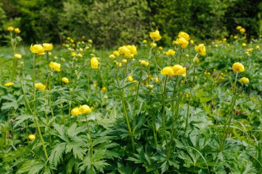 Yerçiçeği olarak da bilinen canlı sarı Trollius Avrupaeus çiçeklerinin yakın çekimi, yemyeşil bir çayırda vahşi bir şekilde büyüyor..