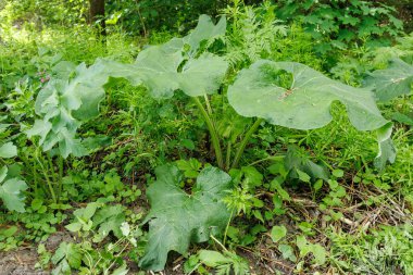 Arctium (burdock) bitkilerinin doğal ortamda çeşitli yabani bitkilerle çevrili büyük, desenli yeşil yaprakları vardır..