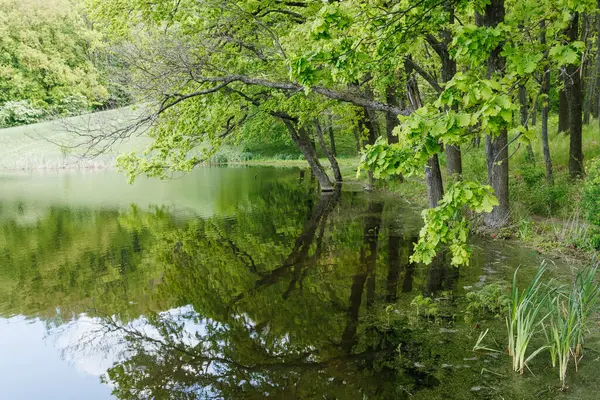 Bereketli bahar yapraklarıyla çevrili, sulara yansıyan yeşil ağaçlarla kaplı sakin bir orman gölü.