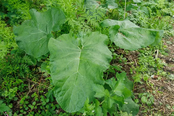 Arctium (burdock) bitkilerinin doğal ortamda çeşitli yabani bitkilerle çevrili büyük, desenli yeşil yaprakları vardır..