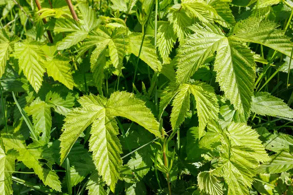 Rubus Idaeus 'a (ahududu) yakın plan, tırtıklı kenarlar ve dokulu yüzeylerle, güneş ışığı altında yoğun yeşillikte gelişen.