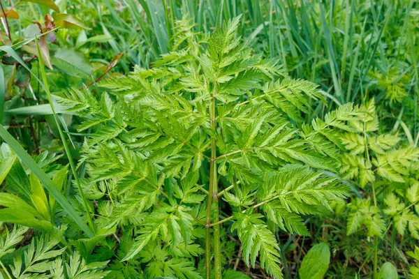 Uzun otlar ve diğer vahşi bitkiler arasında büyüyen zehirli baldıran (Conium maculatum) bitkisinin ayrıntılı görüntüsü eğreltiotu benzeri yapraklarını gözler önüne serer..