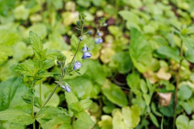 Narin mavi Speedwell çiçeklerine yakın plan Veronica Chamaedrys baharda yapraklı yeşil bir çalılıktan çıkıyor..