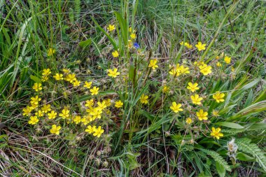 Yabani bitki örtüsü ve doğal zemin örtüsüyle çevrili, çimenli bir çayırda açan sarı singuefoil (Potentilla) çiçeklerine yakın plan.