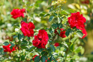 Yeşil yapraklarla çevrili canlı kırmızı güller, bir yaz günü bahçede güneşlenerek güneşleniyorlar..