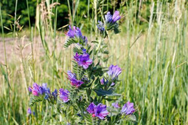 Echium vulgare L. 'in Macro' su, diğer adıyla Viperların böcek parlatıcısı, çimenli bir çayırda canlı mor çiçekler açıyor.
