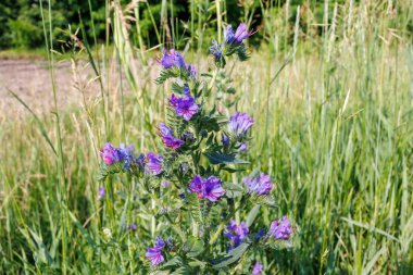 Echium vulgare L. 'in Macro' su, diğer adıyla Viperların böcek parlatıcısı, çimenli bir çayırda canlı mor çiçekler açıyor.