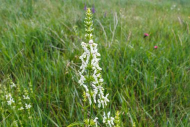 Stachys Okasmastrum 'un yakın çekimi, beyaz bir kır çiçeği, ilkbahar ya da yaz başında doğal bir çayırda yetişiyor..