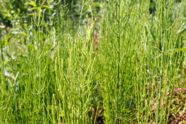 Yeşil tarla kuyruğu (Equisetum arvense) yoğun kümesi, bahar sonu veya yaz aylarında güneşli bir çayırda büyür..