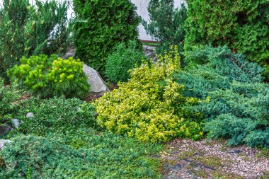 Yıl boyunca yeşillik ve doğal doku sunan çeşitli yeşil çalılar, kozalaklı ağaçlar ve süslü bitkilerle dolu verimli bir bahçe..