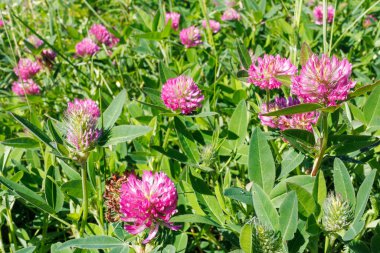 Parlak, güneşli bir yaz tarlasında yemyeşil yaprakların arasında açan canlı kırmızı yonca trifolium pratense çiçekleri..
