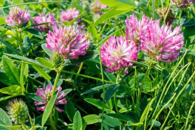 Parlak, güneşli bir yaz tarlasında yemyeşil yaprakların arasında açan canlı kırmızı yonca trifolium pratense çiçekleri..