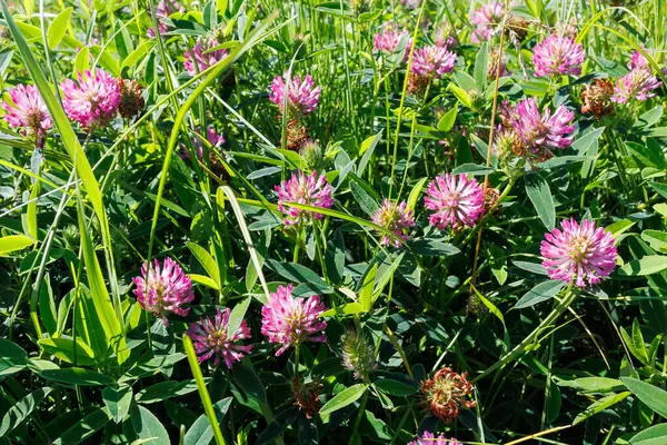 Parlak, güneşli bir yaz tarlasında yemyeşil yaprakların arasında açan canlı kırmızı yonca trifolium pratense çiçekleri..