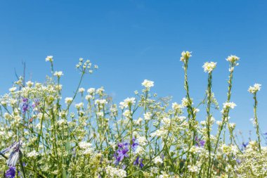Beyaz kır çiçekleri yeşil sapları ve arka planda mor çiçeklerin bir karışımı ile açık mavi bir gökyüzünün altında çiçek açıyor..