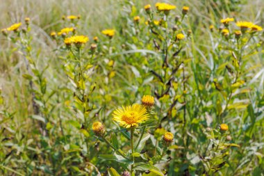 Yüksek çimenler ve güneş ışığıyla yemyeşil bir yaz çayırında büyüyen parlak sarı Inula helenyumu (elekampan)..