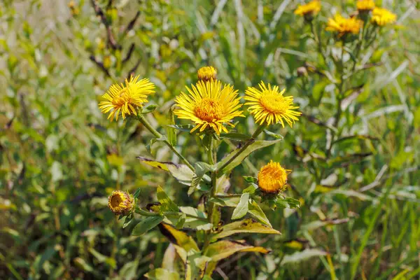 Yüksek çimenler ve güneş ışığıyla yemyeşil bir yaz çayırında büyüyen parlak sarı Inula helenyumu (elekampan)..
