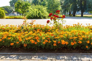 Parlak turuncu kadife çiçekleri ve kırmızı güller yeşil ve asfalt kaldırımlarla çevrili güneşli bir şehir çiçek tarlasında çiçek açıyor..