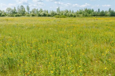 Mavi gökyüzünün altında açan sarı kır çiçekleriyle dolu geniş yeşil alan, doğadaki yazın zirvesini yakalıyor.