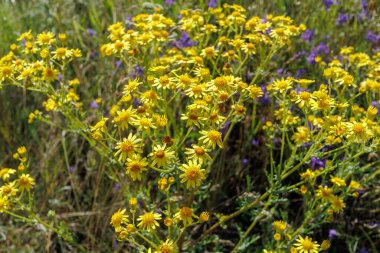 Jacobaea erucifolia 'nın Makro fotoğrafı, ya da parlak sarı çiçekleri ve yeşil yapraklı, güneşli çayır habitatında bulunan ağarmış ragwort..