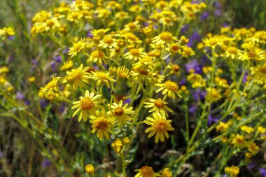 Jacobaea erucifolia 'nın Makro fotoğrafı, ya da parlak sarı çiçekleri ve yeşil yapraklı, güneşli çayır habitatında bulunan ağarmış ragwort..