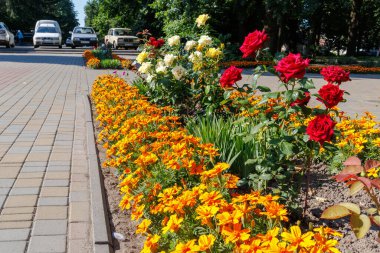 Etrafı ağaçlarla çevrili ve kaldırımlı yürüyüş yollarıyla çevrili bir şehir parkında kadife çiçekleri ve güllerle dolu canlı bir çiçek tarhı..