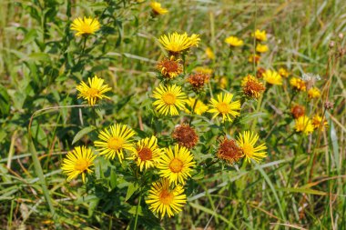 Dar yapraklı parlak sarı Inula çiçekleri, uzun otlar ve yeşilliklerle çevrili güneşli bir çayırda çiçek açar..