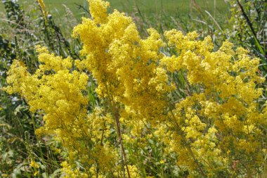 Parlak sarı Galyum verum kümeleri (leydilerin yatak samanı) uzun otlarla çevrili güneşli bir yaz tarlasında büyüyen çiçekler.