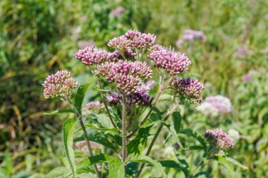 Eupatorium cannabinum 'un (kenevir tarımı) güneşli bir çayırda açan pembe-mor çiçek kümeleriyle yakın çekimi.
