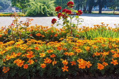 Parlak turuncu kadife çiçekleri ve kırmızı güller yeşil ve asfalt kaldırımlarla çevrili güneşli bir şehir çiçek tarlasında çiçek açıyor..