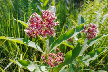 Küresel küre kümeleri pembe çiçekler ve geniş yeşil yapraklarla güneşli bir çayırda büyüyen ortak süt otlarının yakın çekimi..