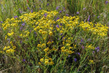 Jacobaea erucifolia 'nın Makro fotoğrafı, ya da parlak sarı çiçekleri ve yeşil yapraklı, güneşli çayır habitatında bulunan ağarmış ragwort..
