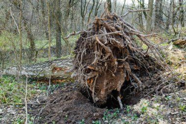 Ormanda büyük bir ağaç devrildi. Kökleri ve toprağı büyük ihtimalle güçlü bir rüzgarla söküldükten sonra ortaya çıktı..